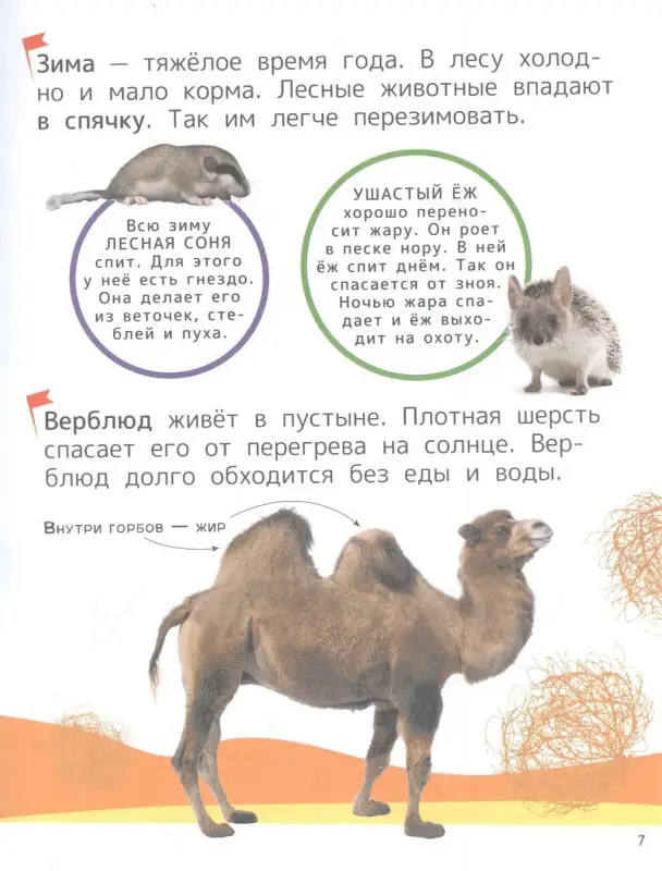 Животные. Энциклопедия для первого чтения с крупными буквами