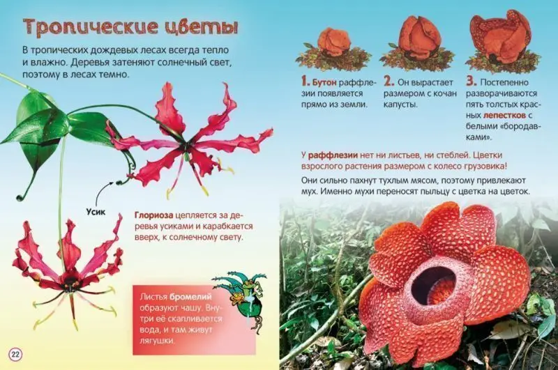 Цветы. Энциклопедия для малышей