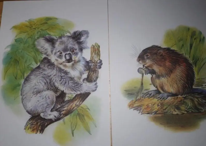 Уценка. Наглядно-дидактический материал с конспектами занятий. Животные Америки и Австралии