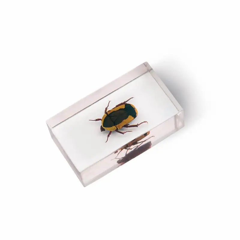 Журнал № 64 "Настоящие насекомые" (Бронзовка-пахнода )