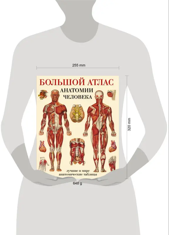 Уценка. Большой атлас анатомии человека