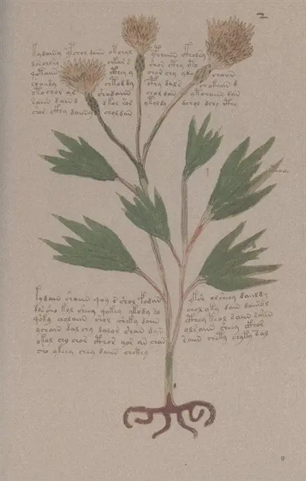 Уценка. Манускрипт Войнича