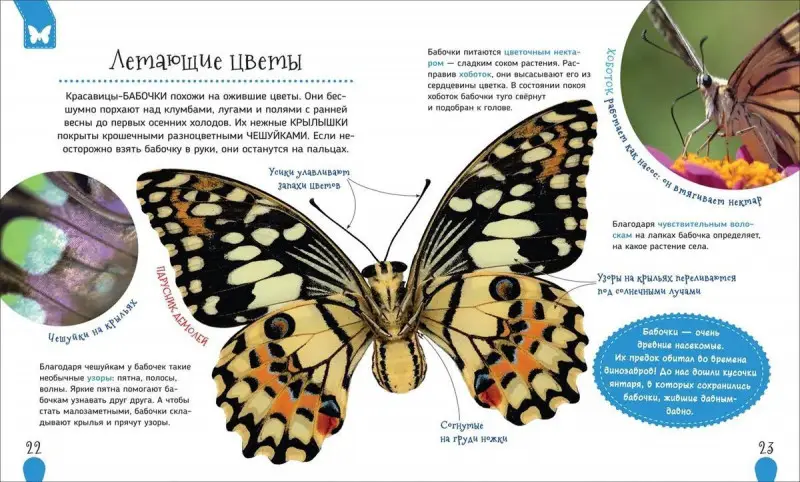 Насекомые (Первая энциклопедия)