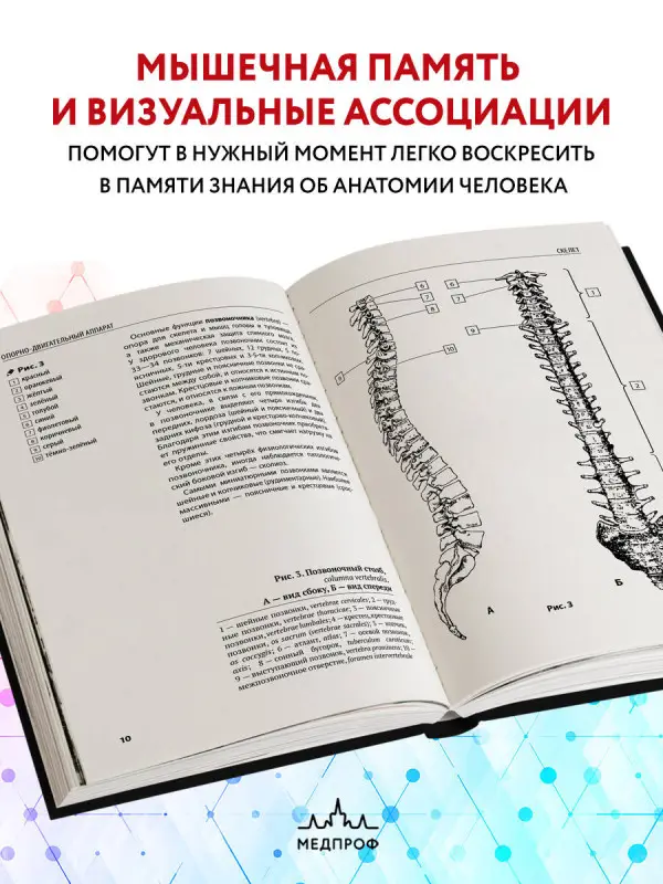 Ю. В. Боянович. Анатомия человека: компактный атлас-раскраска