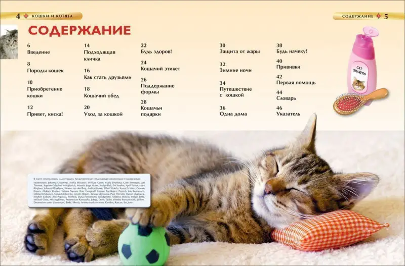 Кошки и котята. Детская энциклопедия