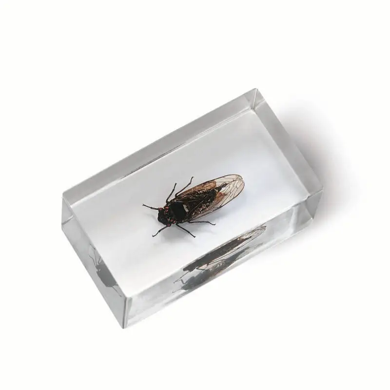 Журнал № 70 "Настоящие насекомые" (Певчая цикада онкотимпана )