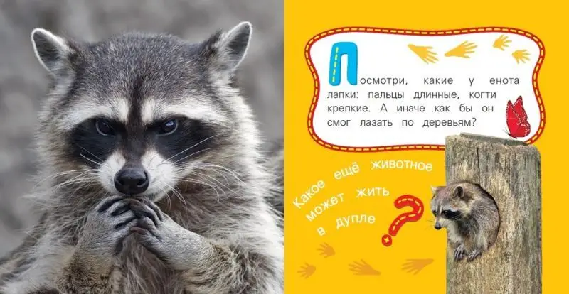 Уценка. Енот. Мои веселые друзья