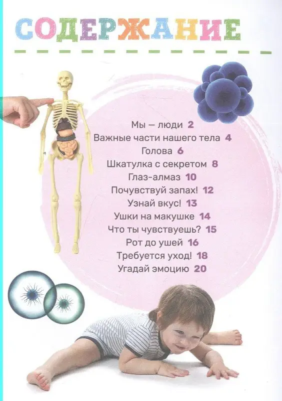 Тело человека. Первая энциклопедия малыша