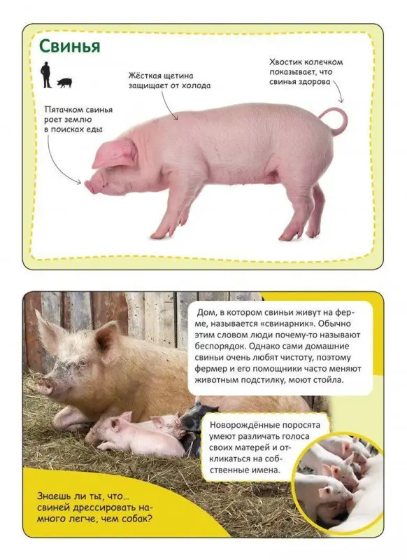 Уценка. Энциклопедия в карточках. Животные фермы