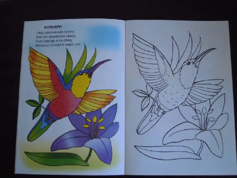 Уценка. Крылатые соседи (посмотри и раскрась)