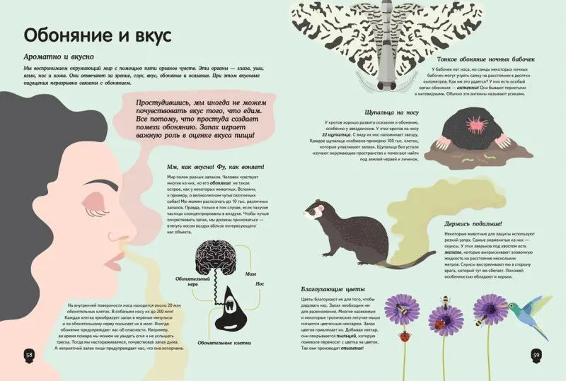 Тело человека. Визуальный гид