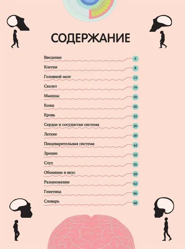 Тело человека. Визуальный гид