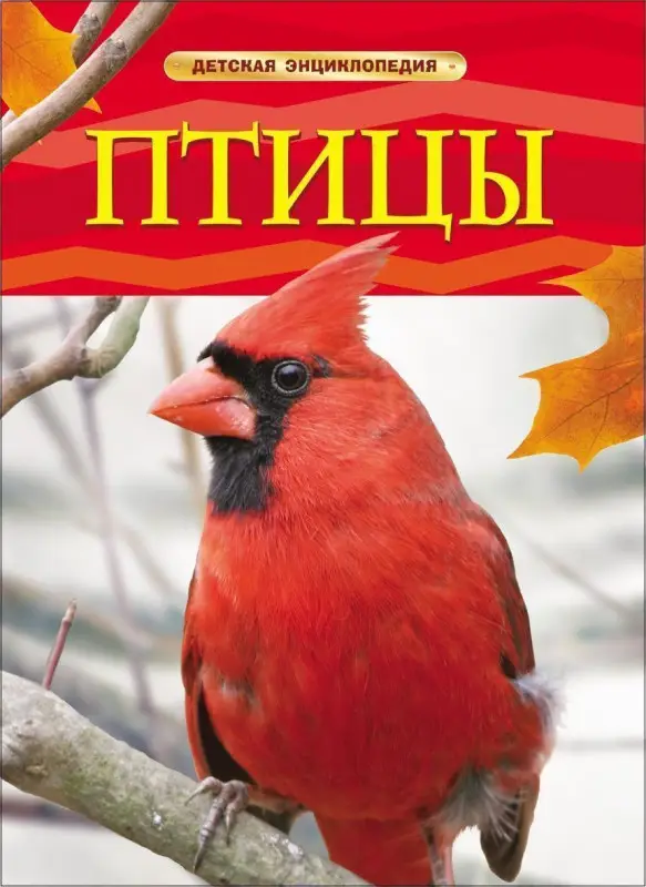 Уценка. Птицы. Детская энциклопедия