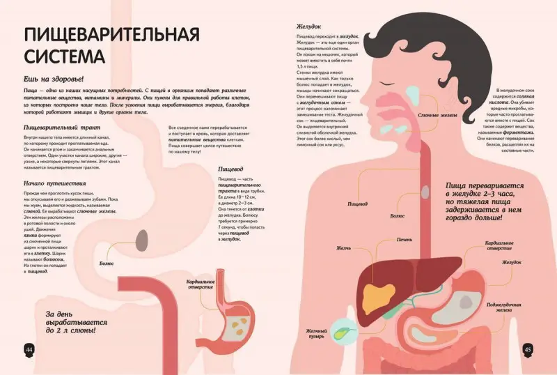 Уценка. Тело человека. Визуальный гид