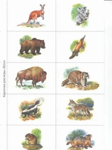 Уценка. Наглядно-дидактический материал с конспектами занятий. Животные Америки и Австралии