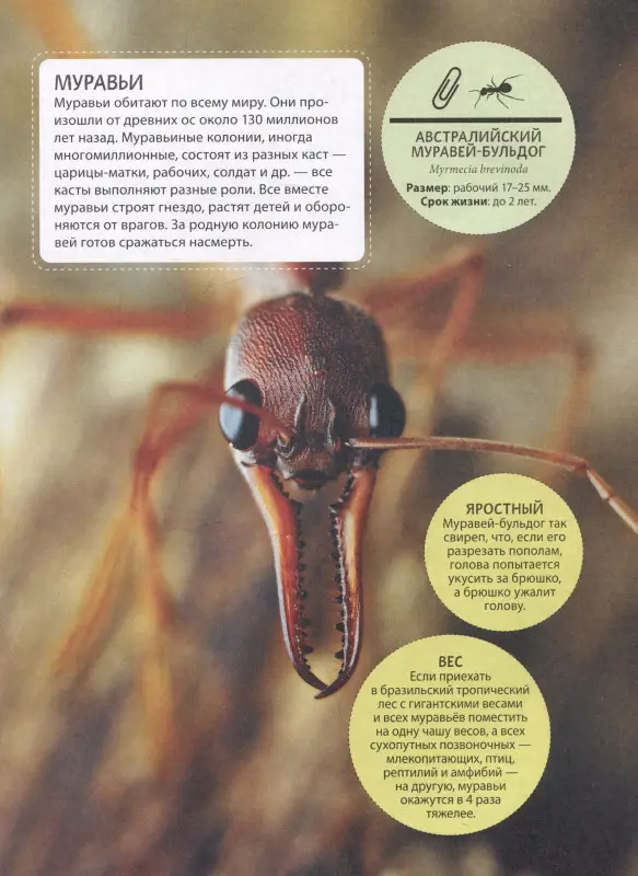 Невероятные насекомые и другие маленькие животные