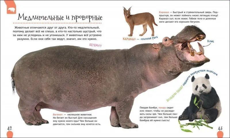 Уценка. Удивительные животные. Первая энциклопедия