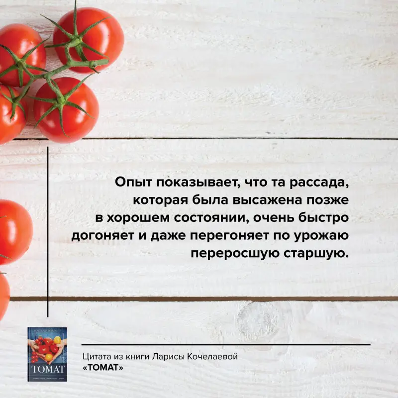 Кочелаева Лариса: Томат. Выращиваем, ухаживаем и едим