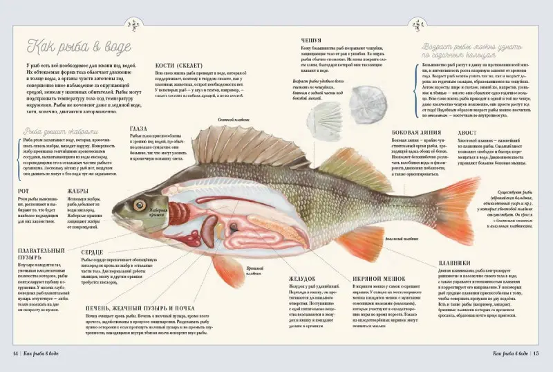 Уценка. Муми-тролли на рыбалке