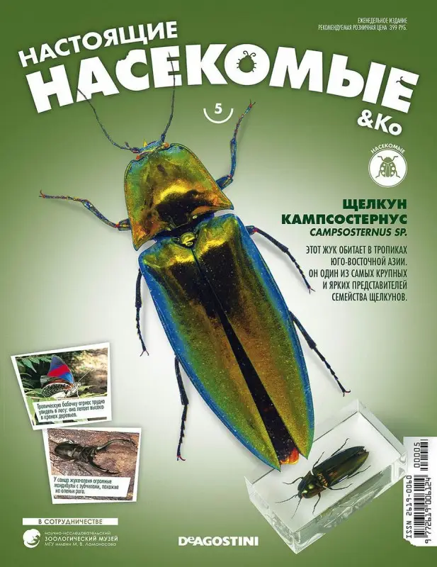 Журнал № 05 "Настоящие насекомые" (Щелкун кампосостернус )