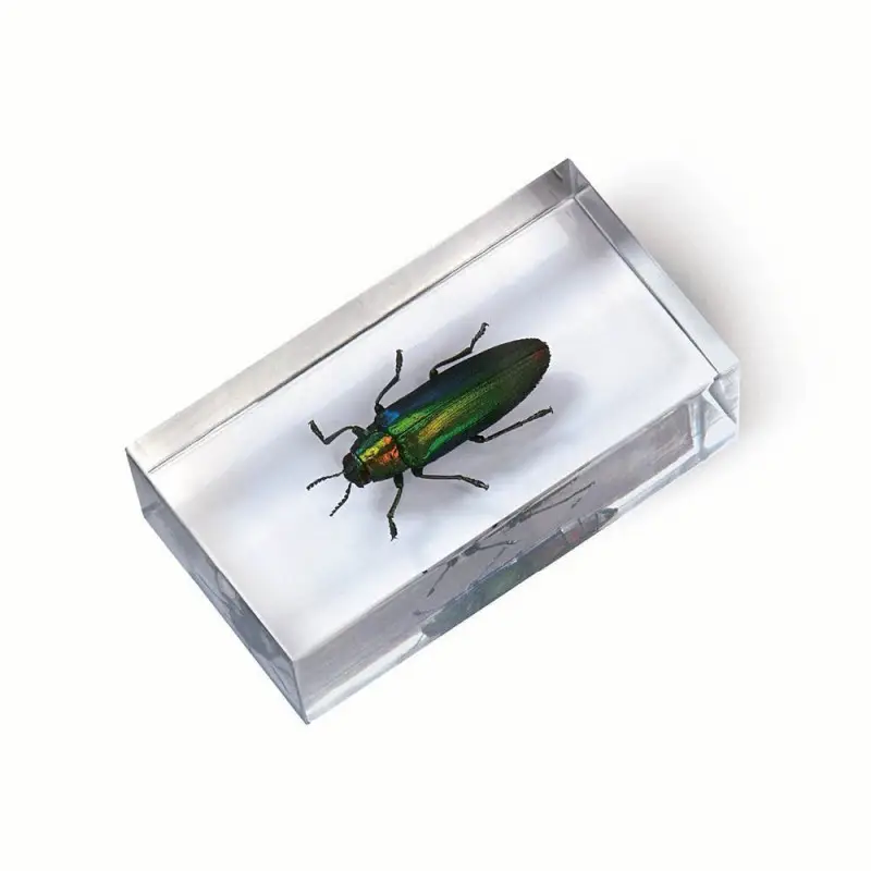 Журнал № 54 "Настоящие насекомые" (Златка хризодема )