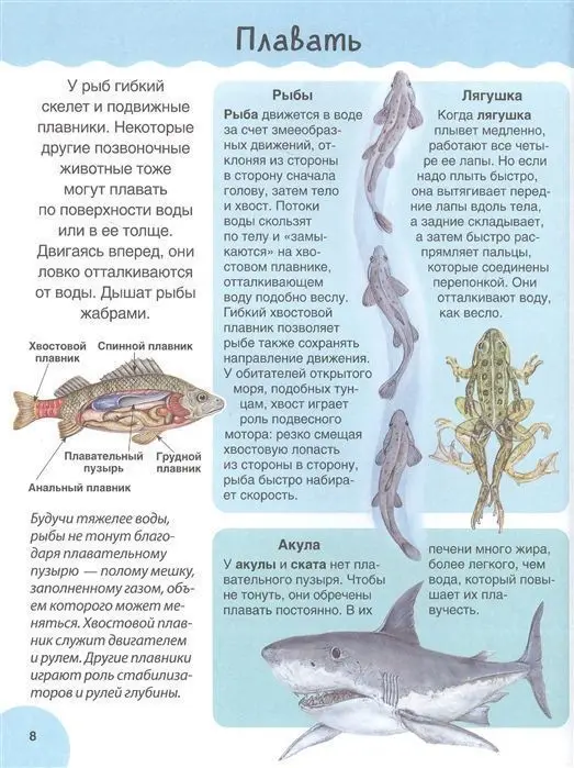 Первая энциклопедия малыша. Животные