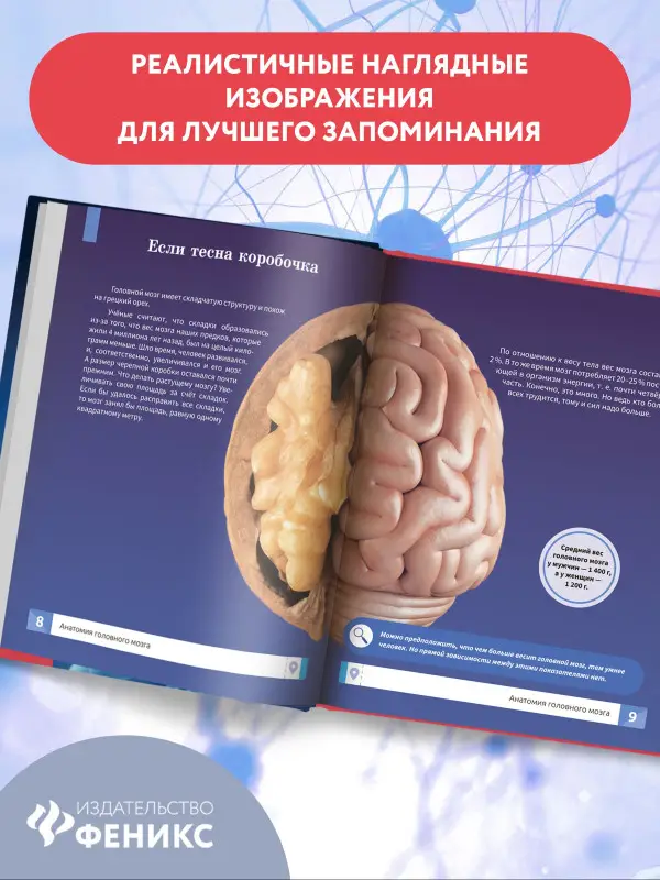 Уценка. Мозг человека. Самая умная энциклопедия