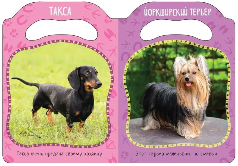 Кто гавкает? Мир в ладошке