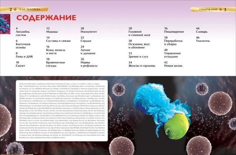 Тело человека. Детская энциклопедия