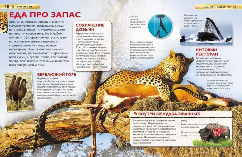 Уценка. Животные (978-5-353-05838-0)