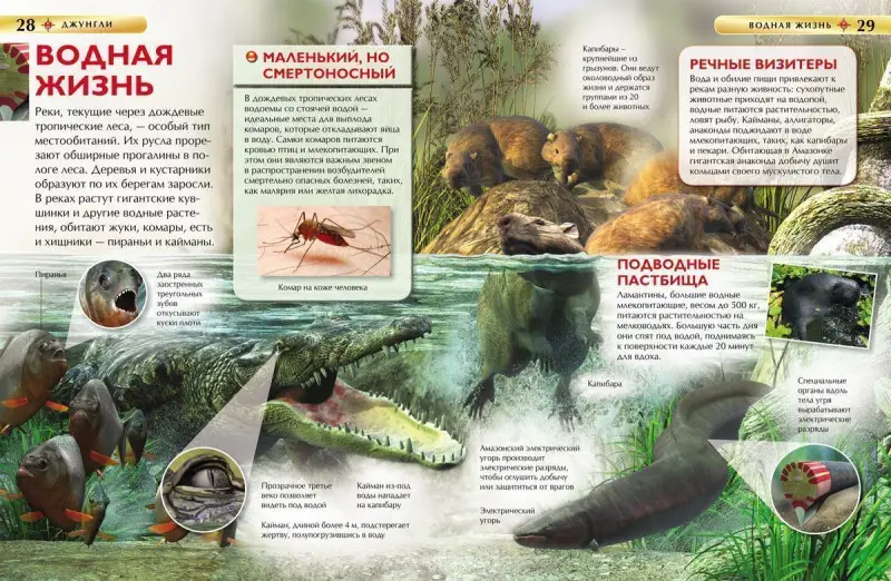 Уценка. Джунгли. Детская энциклопедия