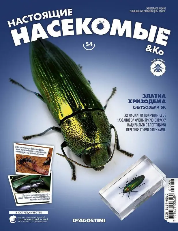 Журнал № 54 "Настоящие насекомые" (Златка хризодема )