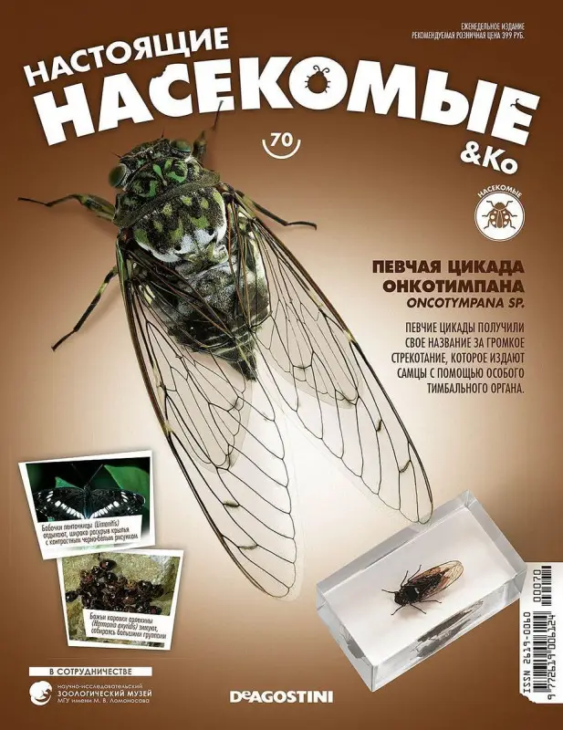 Журнал № 70 "Настоящие насекомые" (Певчая цикада онкотимпана )