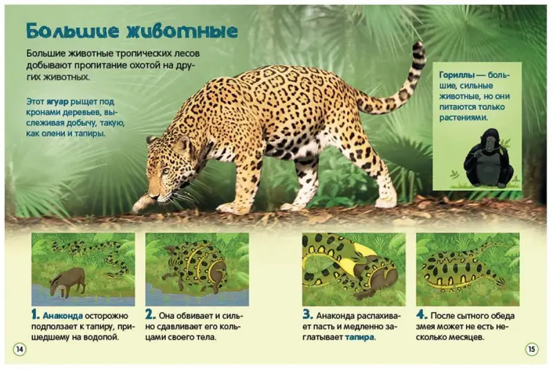 Джунгли. Энциклопедия для малышей