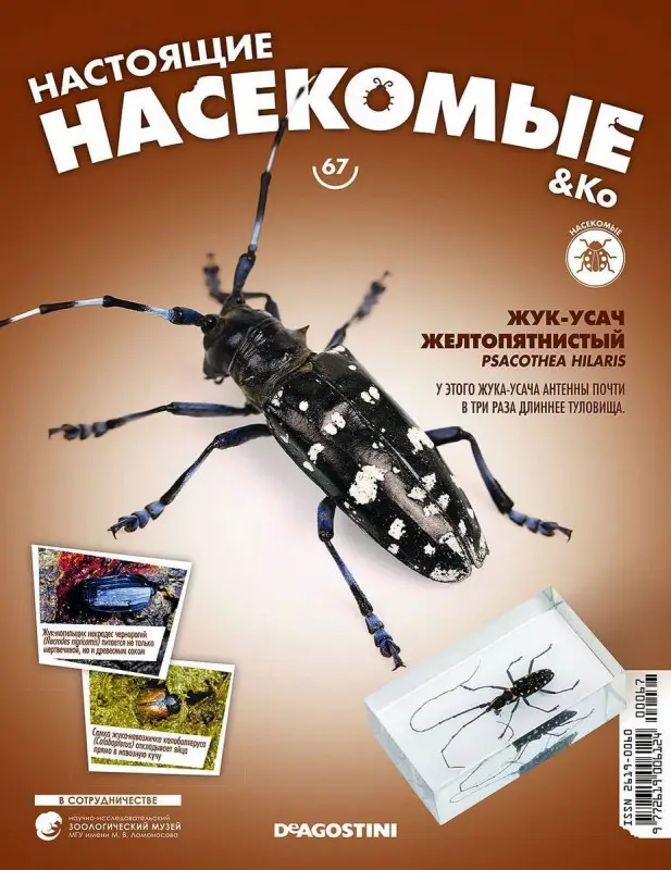 Журнал № 67 "Настоящие насекомые" (Жук-усач желтопятнистый )