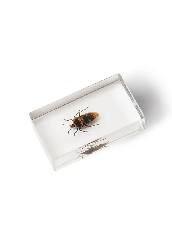 Журнал №27 "Настоящие насекомые" С ВЛОЖЕНИЕМ! Щитник оранжевый