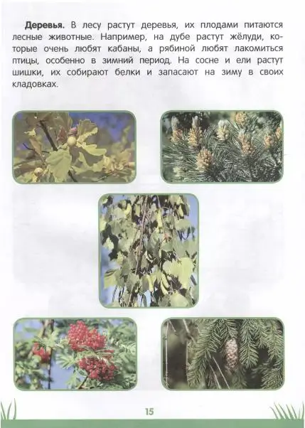 Уценка. Этери Заболотная: Энциклопедия дошкольника. 3-4 года