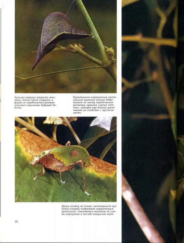 Способы защиты у животных. Теннер О.