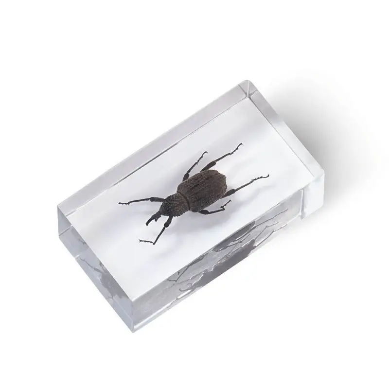 Журнал № 78 "Настоящие насекомые" (Долгоносик банановый )