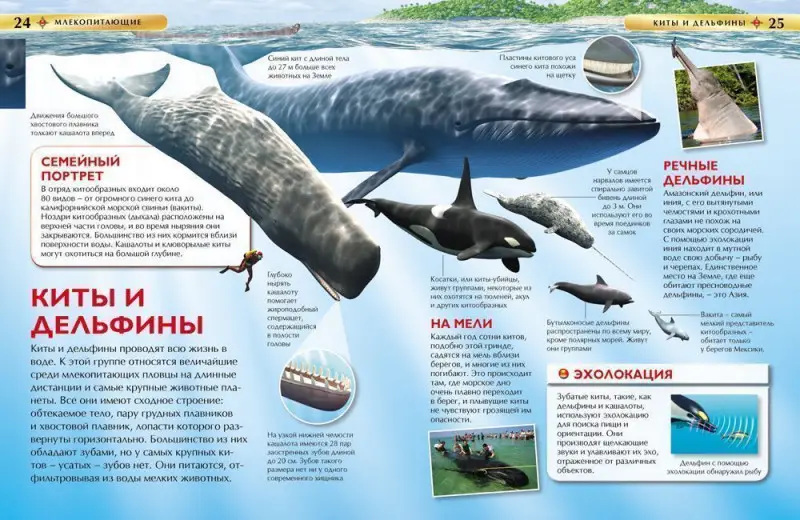 Уценка. Млекопитающие. Детская энциклопедия