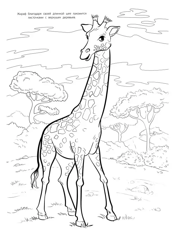 Уценка. Мегараскраска. Животные