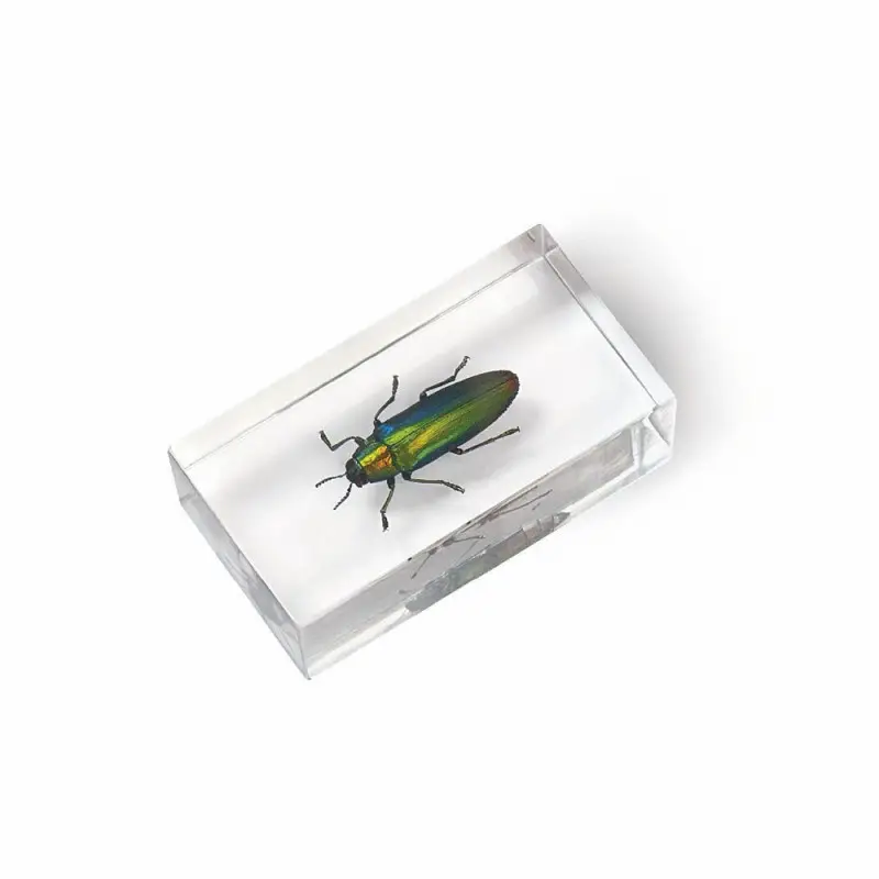 Журнал № 71 "Настоящие насекомые" (Златка хризохроя блестящая )