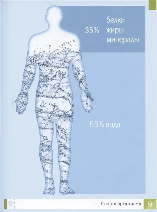 Уценка. Тело человека: энциклопедия