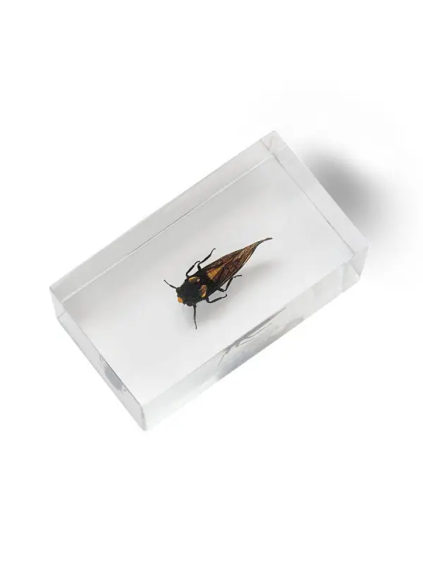 Журнал № 86 "Настоящие насекомые" (Цикада Красноносая)