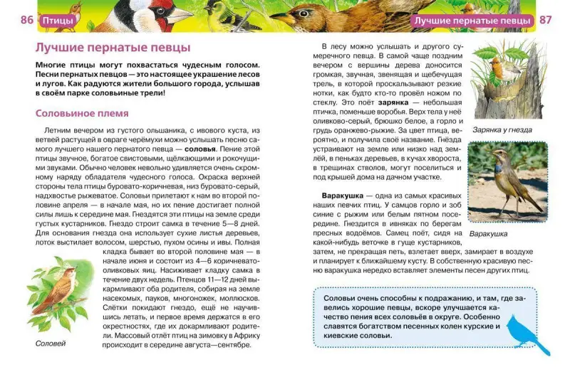 Птицы. Детская энциклопедия Росмэн