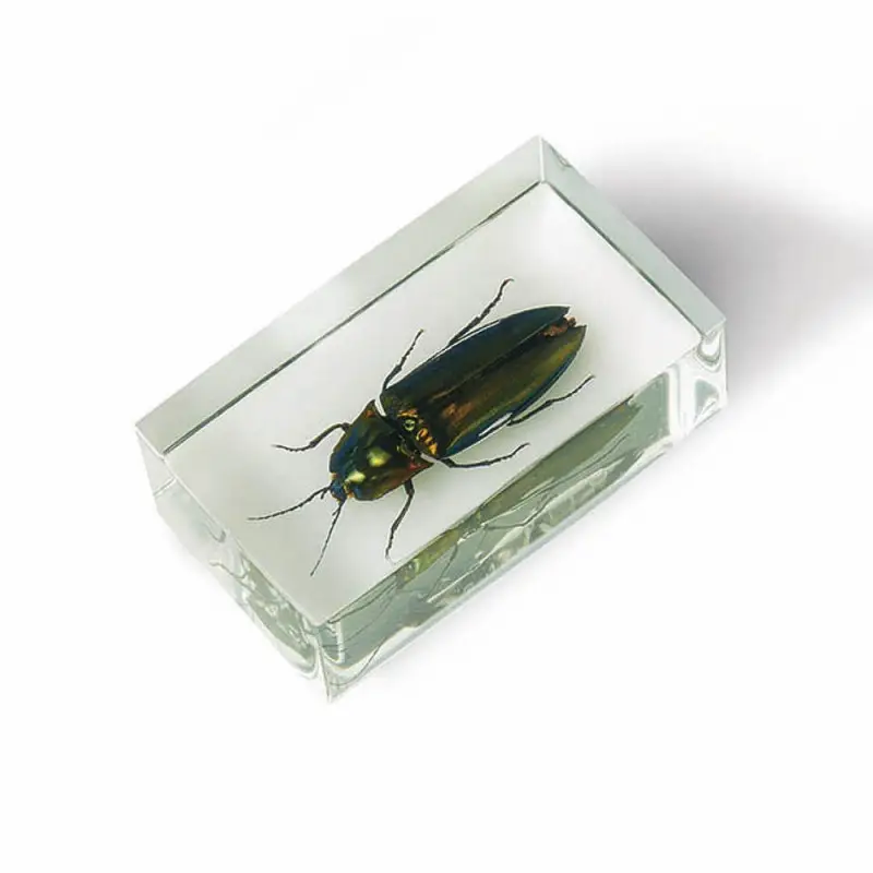 Журнал № 05 "Настоящие насекомые" (Щелкун кампосостернус )