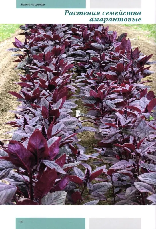 Моя чудесная дача. Том 5. Зелень на грядке