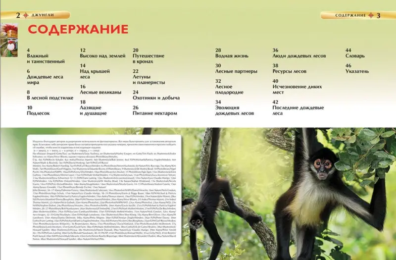 Джунгли. Детская энциклопедия