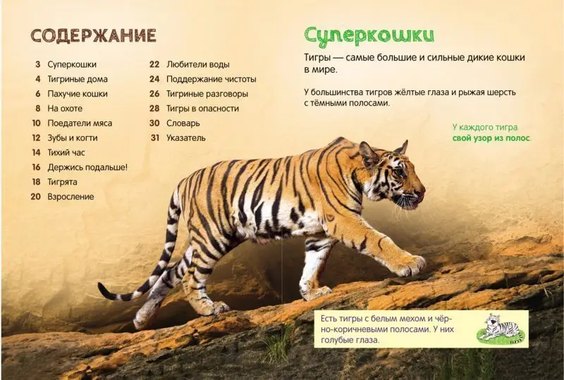 Уценка. Тигры. Энциклопедия для малышей