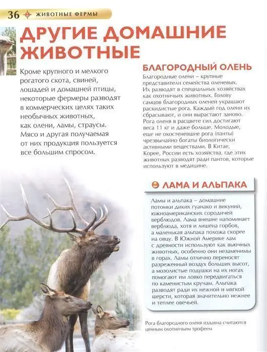 Животные фермы. Детская энциклопедия (978-5-353-09585-9)